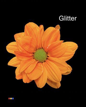 Chrysanthemum Indicum Grp tros kas kleurbehandeld H%
