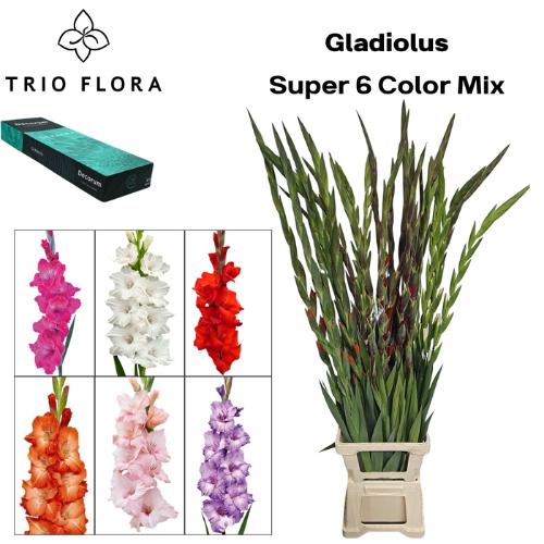 Gladiolus grootbloemig gemengd in fust