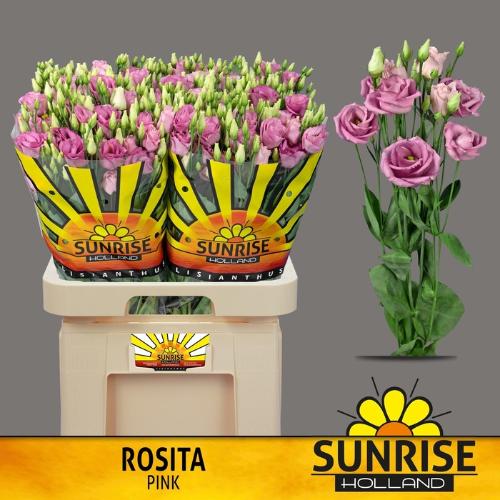 Eustoma russellianum gevuldbloemig 'Rosita Rose Pink'