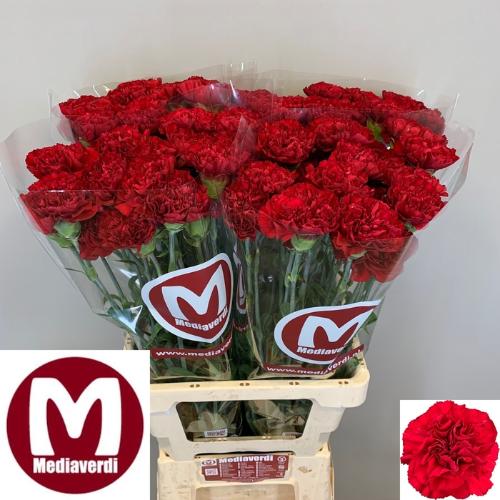 Dianthus standaard Ivy+