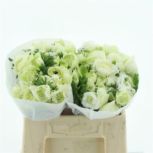 Anemone coronaria 'Fullstar Pure White'