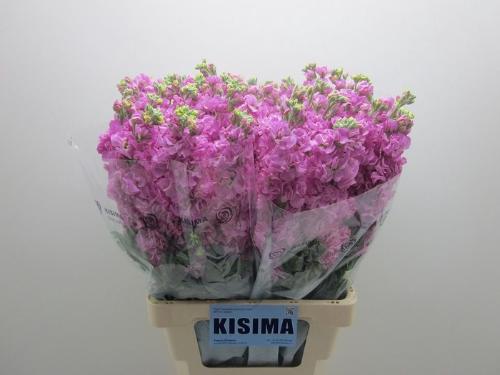 Matthiola incana 'Iron Pink'