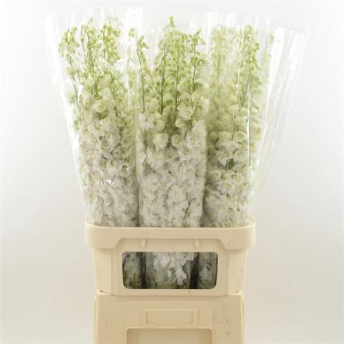 Delphinium dubbelbloemig (Elatum Grp) Dev Snow White