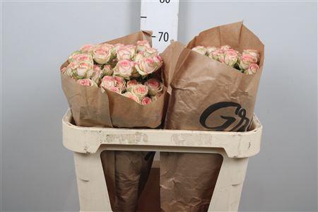 Rosa tros Azore