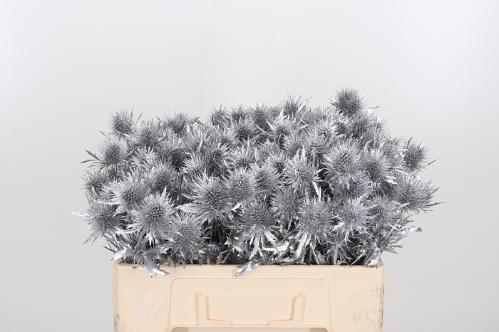 Eryngium alpinum kleurbehandeld H%