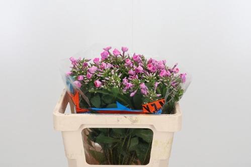 Phlox Paniculata Grp 'Cenura'