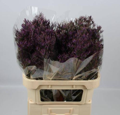 Limonium Safora Dark Blue