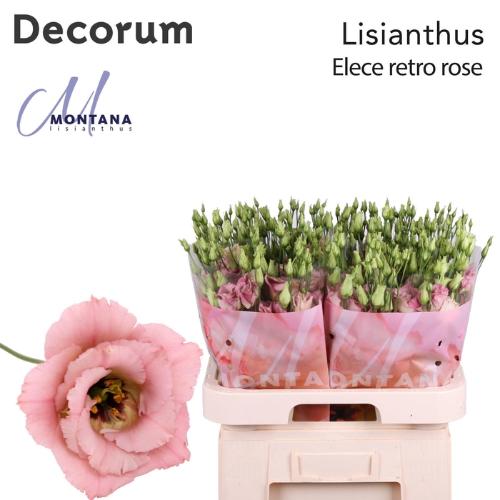 Eustoma russellianum gevuldbloemig 'Elece Retro Rose'