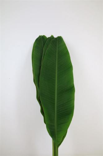 Decoratiegroen groot blad