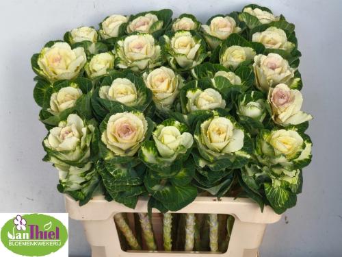 Brassica oleracea 'White Crane'