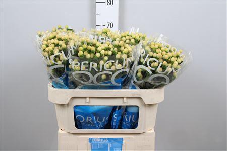 Hypericum Coco Gelato