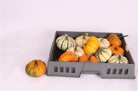 Cucurbita overig