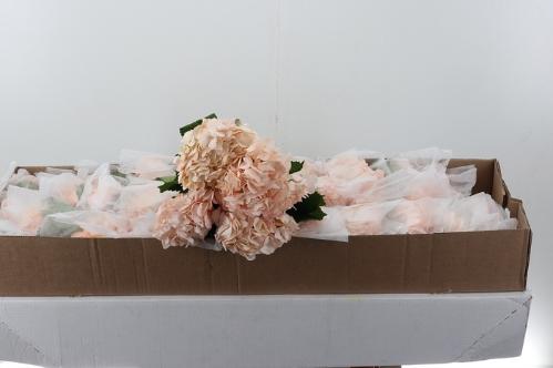Hydrangea overig