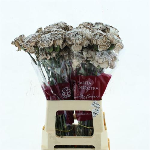 Dianthus standaard kleurbehandeld H%