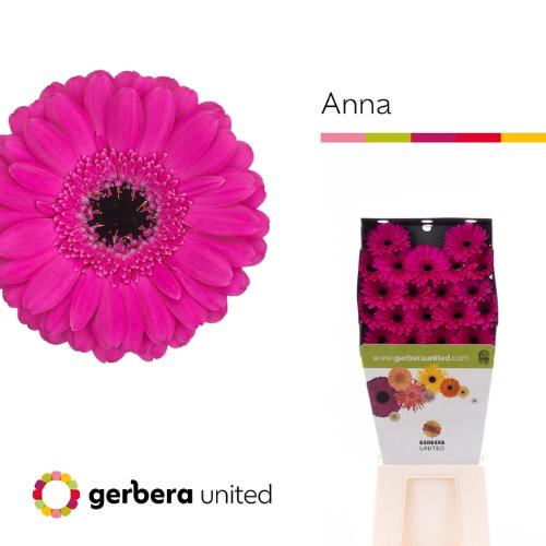 Gerbera mini Anna
