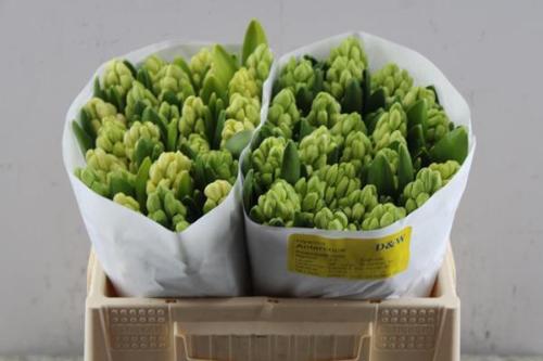 Hyacinthus orientalis 'Antarctica'