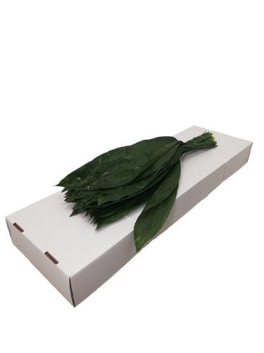 Aspidistra elatior per bos