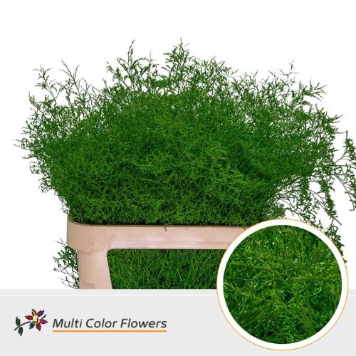 Limonium overig kleurbehandeld H%