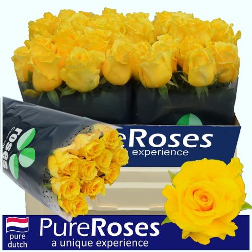 Rosa grootbloemig Palmares!