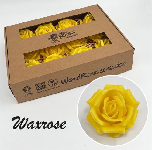 Rosa grootbloemig gewaxt H%