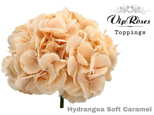 Hydrangea overig kleurbehandeld H%