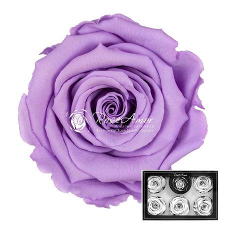 Rosa grootbloemig kleurbehandeld H%
