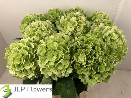 Hydrangea macrophylla Noordpool (classic)