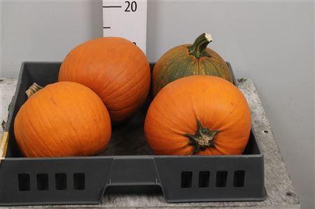 Siervruchten per stuk Cucurbita maxima 'Halloween'