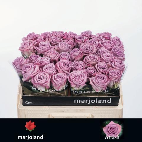 Rosa grootbloemig Nayeli!