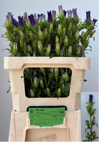 Campanula medium 'Champion Blue'
