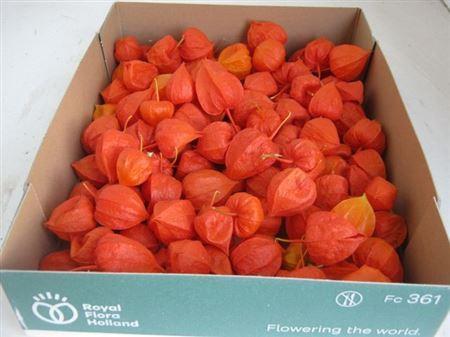 Physalis alkekengi lampion (los)