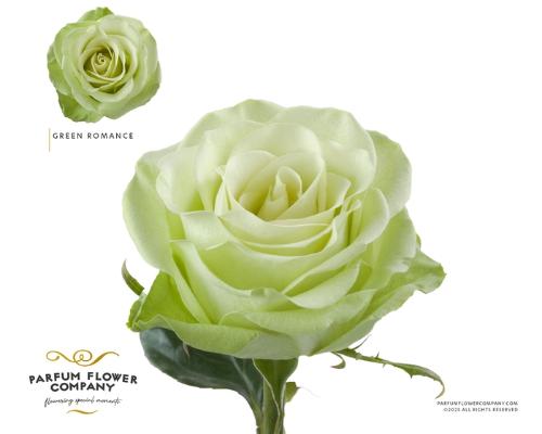 Rosa grootbloemig Green Romance