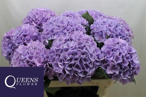 Hydrangea macrophylla Royal Benefit (paars)