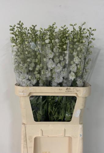 Delphinium dubbelbloemig (Elatum Grp) 'Dewi Impressive White'
