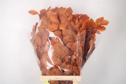Eucalyptus polyanthemos (fruit) kleurbehandeld per bos H%