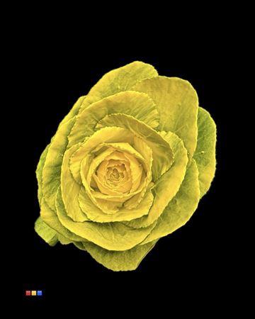 Brassica oleracea kleurbehandeld H%