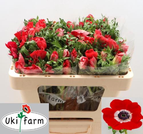 Anemone coronaria 'Galil Rood'