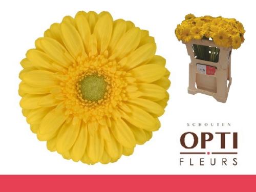 Gerbera mini Emoji
