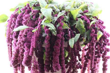 Amaranthus caudatus 'Rosary'