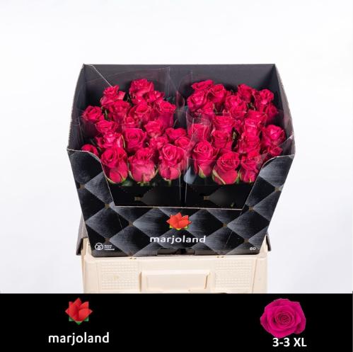 Rosa grootbloemig Xoch!