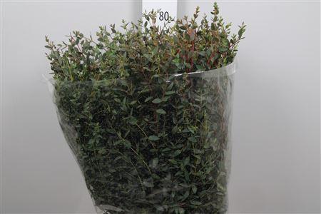 Eucalyptus per bos parvifolia