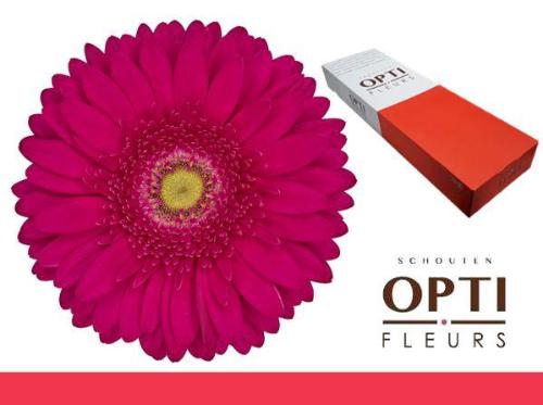 Gerbera grootbloemig 'Riley'