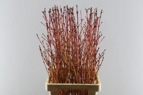 Cornus sanguinea 'Winter Beauty'