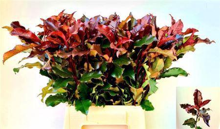 Photinia Magical Volcano