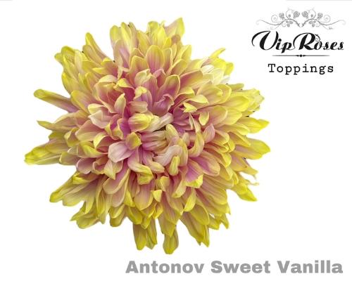 Chrysanthemum (Indicum Grp) geplozen Antonov kleurbehandeld H%