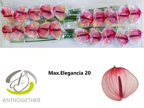 Anthurium Andreanum Grp Maxima Elegancia