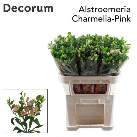Alstroemeria Charmelia