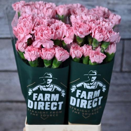 Dianthus 'Doncel'