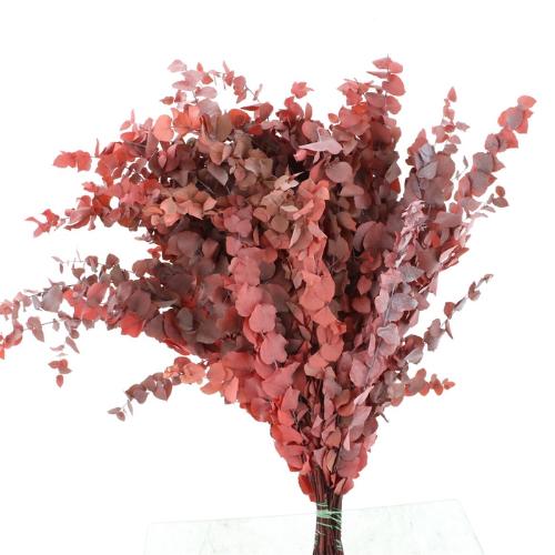 Eucalyptus per bos overig blad