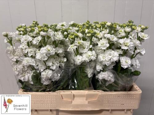 Matthiola incana StoX White